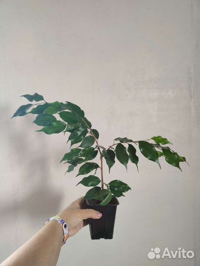 Фикус бенджамина