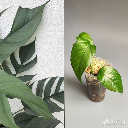 Комнатные растения