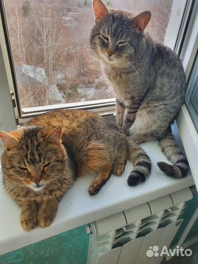Кот в добрые руки