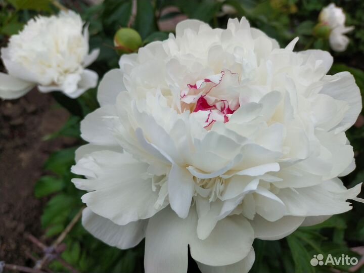 Пион Фестива Максима