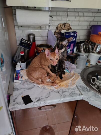 Корниш-рекс