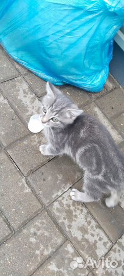 Кошка