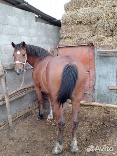 Лошадь кобыла