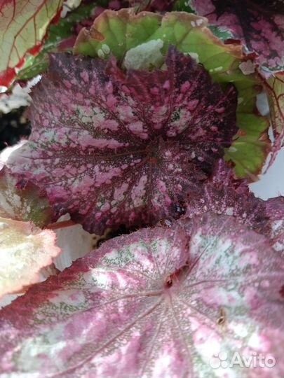 Бегония декоративно лиственная почтой