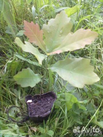 Саженцы дуба рядом с Санкт-Петербургом