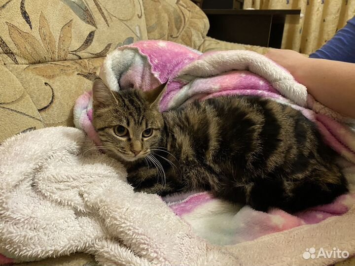Кошка в добрые руки