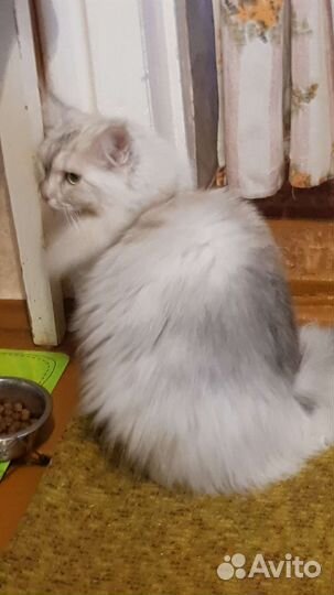 Майн Кун в добрые руки