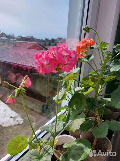 Герань пеларгония