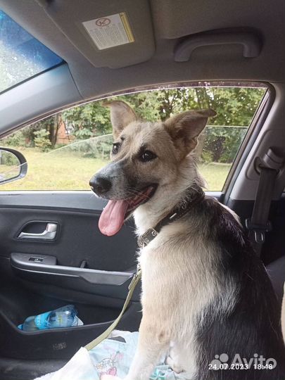 Собака в добрые руки