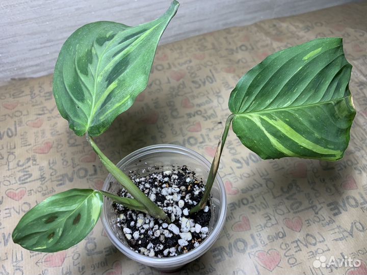 Комнатные растения