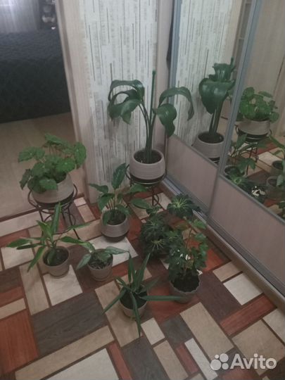 Комнатные растения