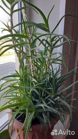 Алоэ столетник