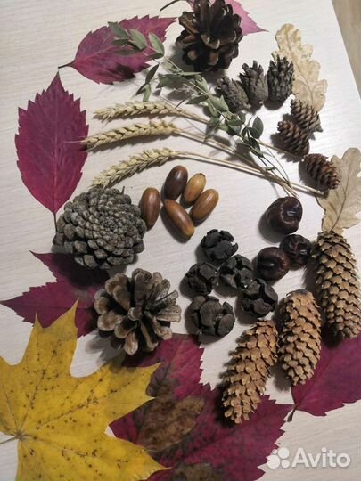 Набор из природных материалов