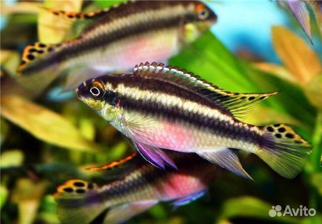 Аквариумные рыбки. Доставка