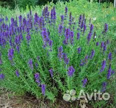 Тархун (Эстрагон), Исоп