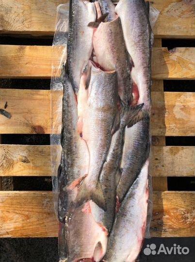 Горбуша пбг 22 кг. Камчатка