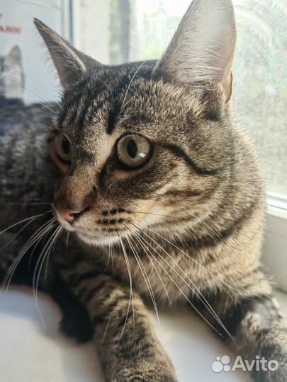 Полосатый котик Тигруля ищет дом