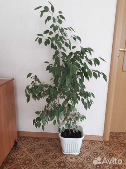 Растения для дома и офиса