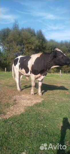 Быки живым весом