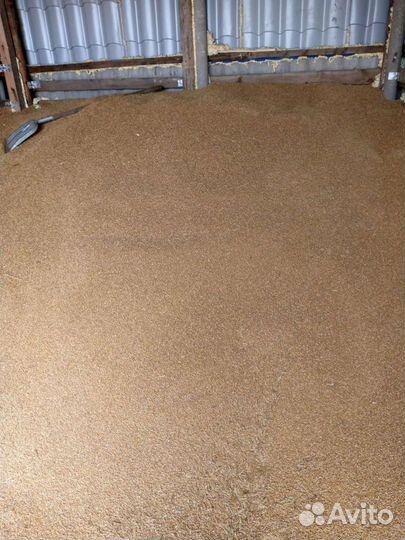 Зерно ячмень