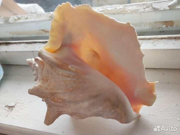 Большая ракушка 23см