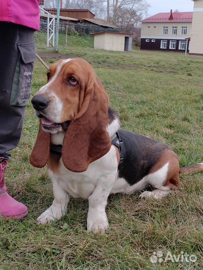 Бассет хаунд