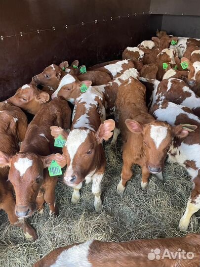 Бычки мясных пород