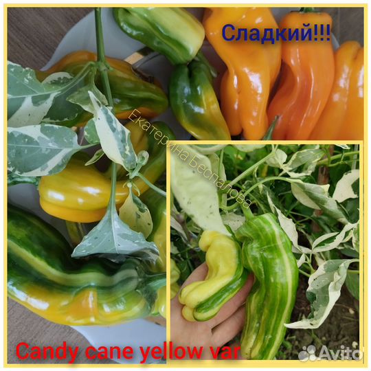 Семена редких сортов перца