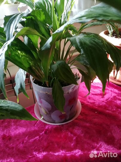 Спатифиллум