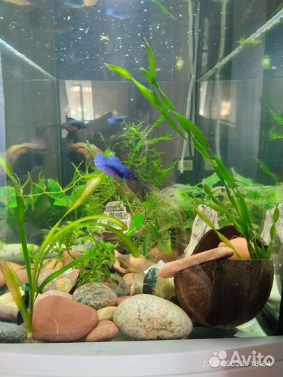 Аквариум