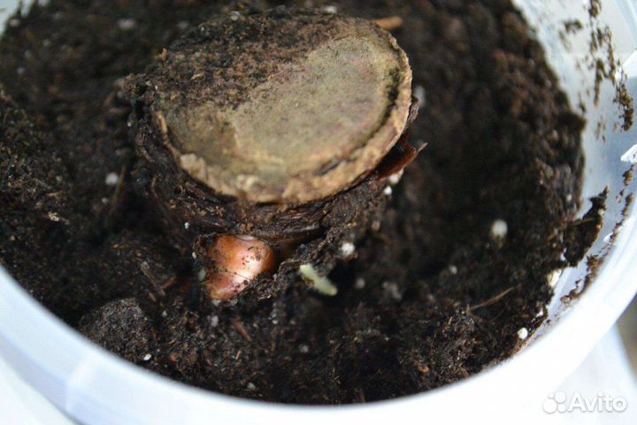 Алоказия Полли