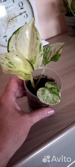 Сциндапсус хэппи лиф