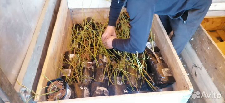 Голубика саженцы розница и опт