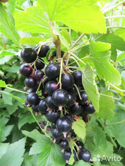 Смородина чёрная