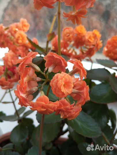 Каланхоэ Каландива