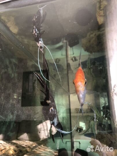 Аквариум 350л