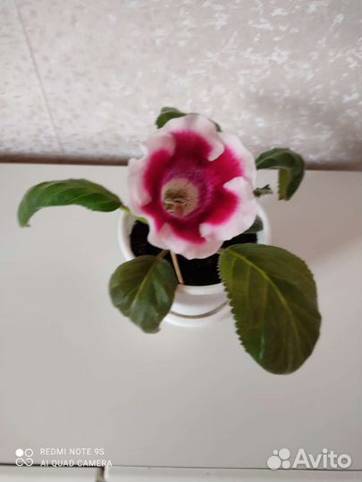 Глоксиния цветущая