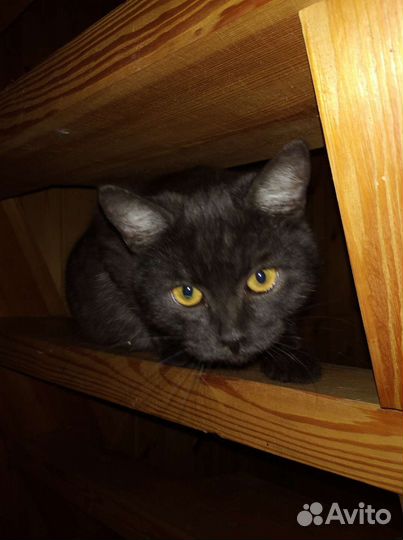 Котята в дар