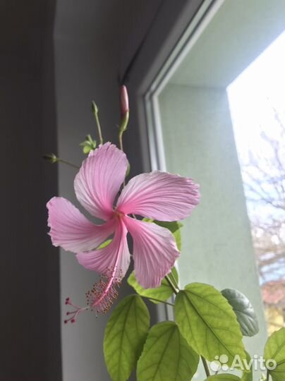 Гибискус dainty pink