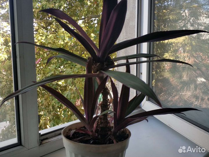 Цветок Рео. Ладья Моисея