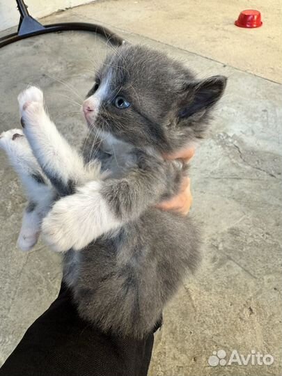 Отдам котят в добрые руки