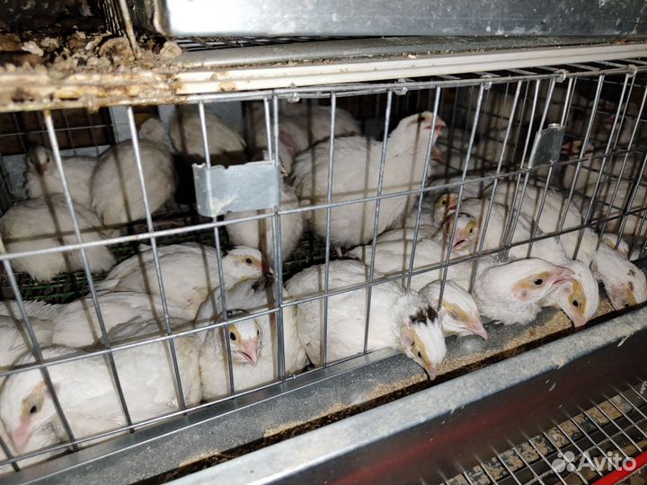 Перепела техасцы продажа