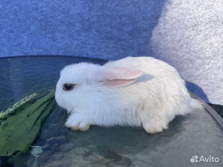 Карликовый кролик