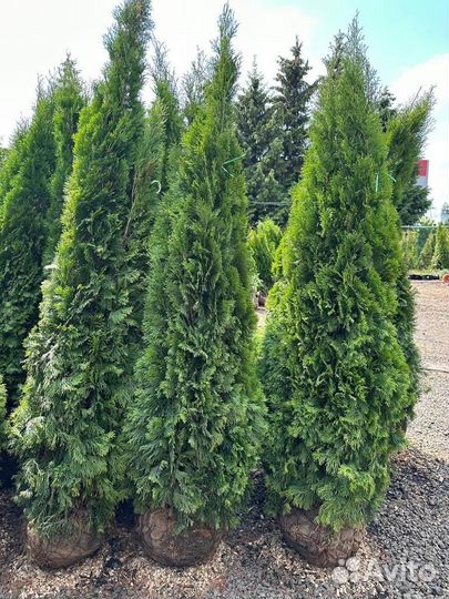 Туя Смарагд