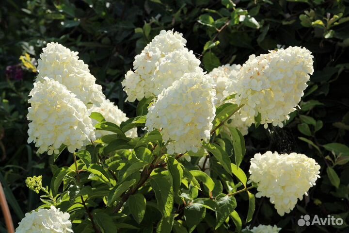 Растения для сада и дома