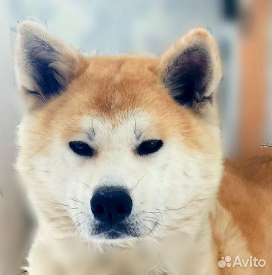 Щенки акита ину