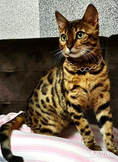 Бенгальские котята