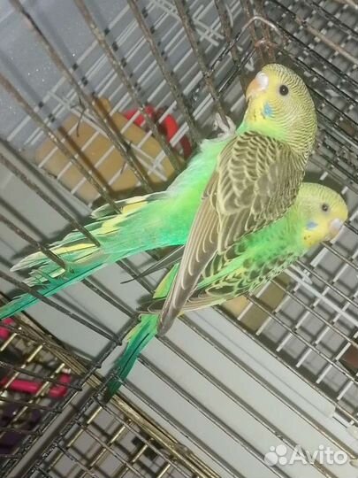 Птенцы кареллы, волнистый попугай