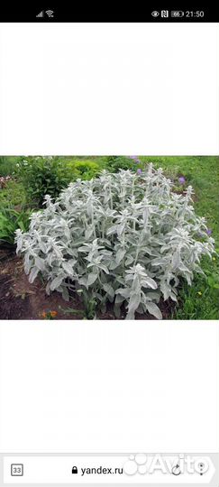 Чистец шерститый