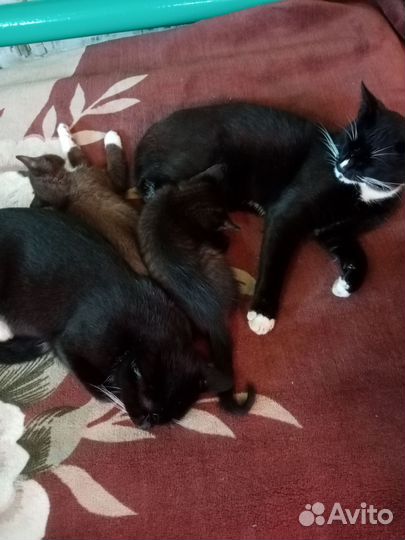 Котята в добрые руки